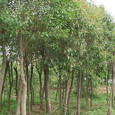 西藏常绿的乔木