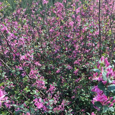 钦州春季花灌木