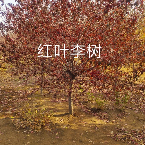 西藏红叶李树